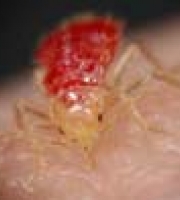 bedbug_thumb_3_manhattan_exterminator